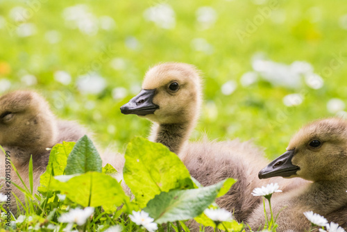 Photography Cute gosling sitting in the green grass close up portraits of cuddling cute fluf