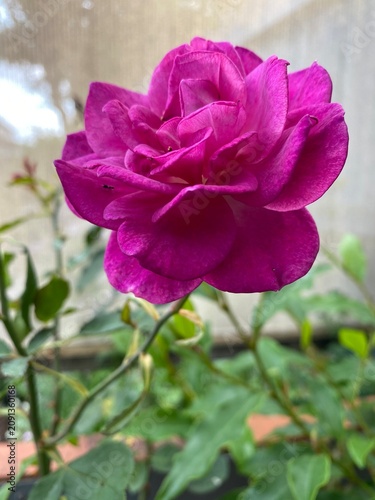 Close Up Purple Rose Bloom With Layered Petals In Garden Plant Composition