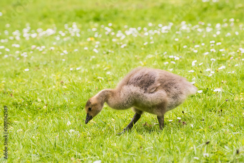 Cuadro en lienzo Cute gosling sitting in the green grass close up portraits of cuddling cute fluf