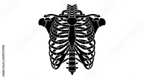 Cuadro en lienzo Human torso skeleton illustration with ribs and spine black silhouette