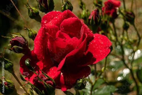 A red rose flower grows in the garden. Beautiful flower with dark red petals. The rose is covered with droplets of water.