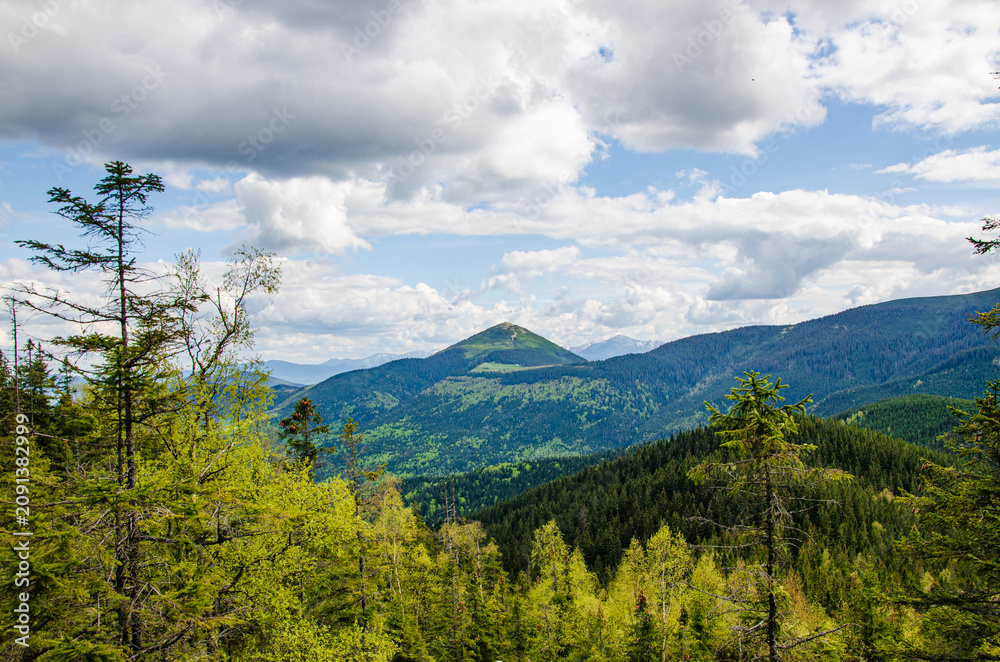 Obraz premium Beautiful mountain peak in clouds with evergreen fir trees foreground. Mount Khomiak peak with pine forest in Carpathian mountains Ukraine