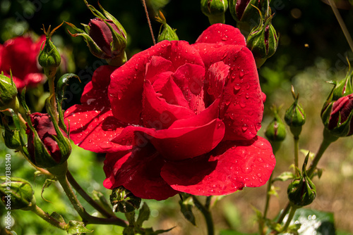A red rose flower grows in the garden. Beautiful flower with dark red petals. The rose is covered with droplets of water.