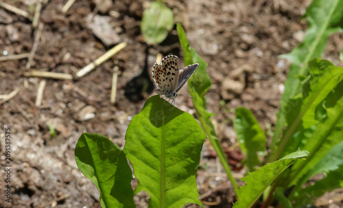 Scolitantides orion the chequered blue blue butterfly sitting in the grass