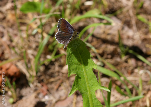 Scolitantides orion the chequered blue blue butterfly sitting in the grass