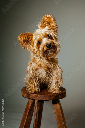 Perro Yorkie sobre banco de madera con fondo de estudio
