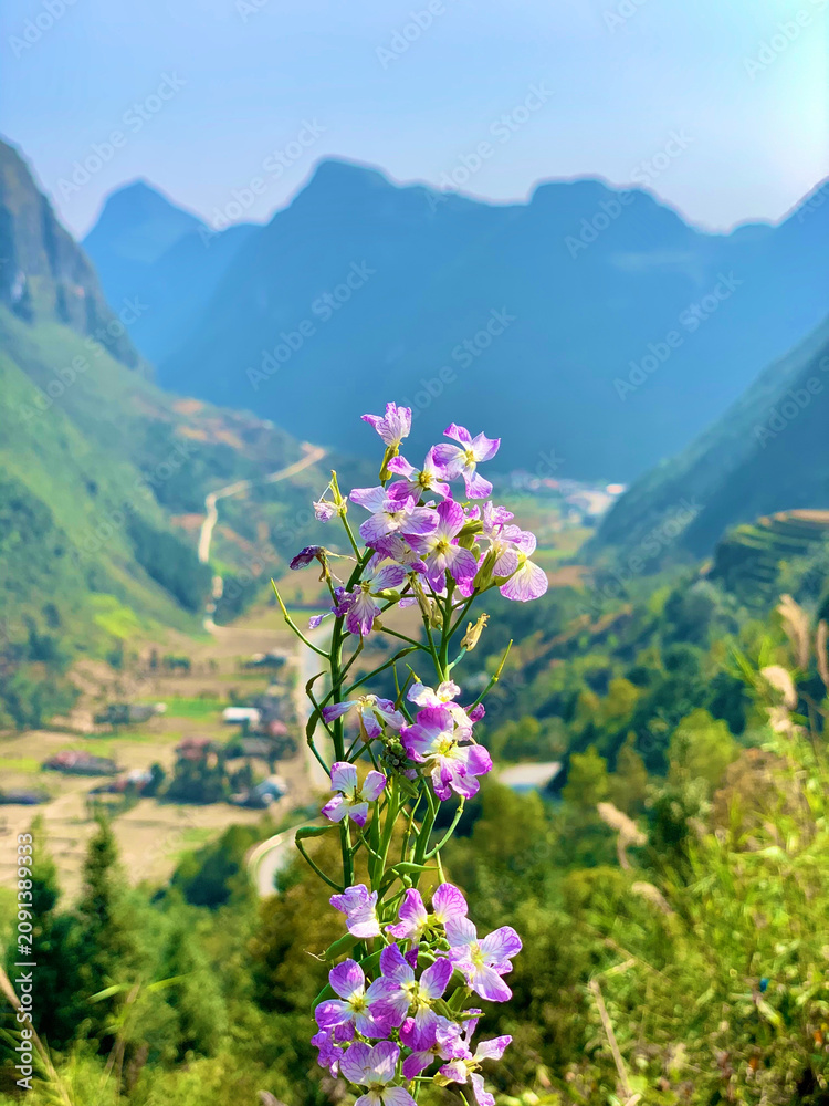 Obraz premium Purple Wildflower Against a Misty Mountain Valley With Karst Peaks and Rice Terraces in Ha Giang Vietnam