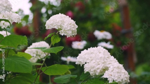 Beautiful white hydrangea flowers blooming in a summer garden with green foliage background