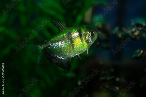 Aquarium  fish-ternetzi swim. One fish is green with black stripes. The Latin name Gymnocorymbus terne