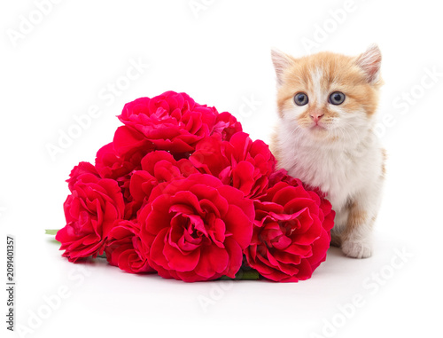 Cute ginger kitten next to a bouquet of red roses, isolated on a white background.