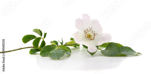 Beautiful wild rose flower on a branch, isolated on a white background.