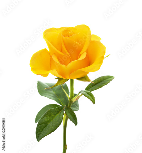 Single beautiful yellow rose on a stem with green leaves.