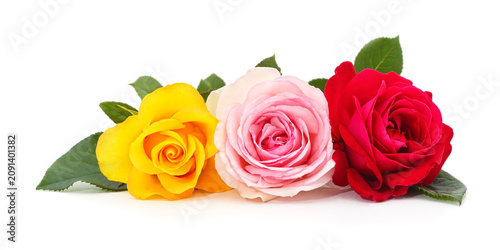 Three beautiful colorful roses.
