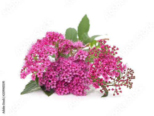 Pink spirea flowers with green leaves.