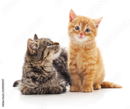 Two cute small kittens sitting together.