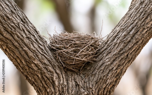 Nest Located in the Fork of a Tree Trunk Surrounded by Nature
