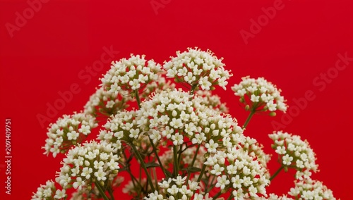 White Flowers Blooming Against a Bright Red Background in a Simple Setting