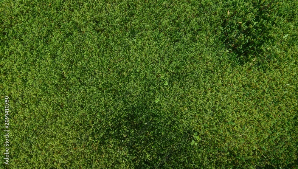 Fototapeta premium Green Grass Covers the Ground in a Park Area During Daylight Hours