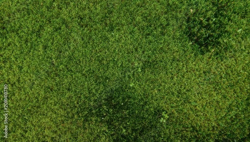 Green Grass Covers the Ground in a Park Area During Daylight Hours