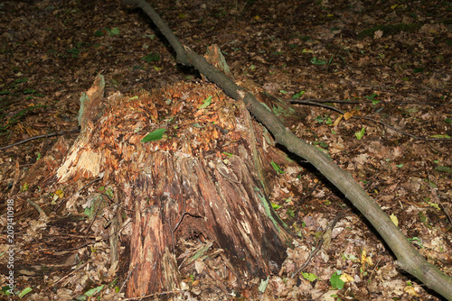 Konstfotografi An old decaying tree stump rots amidst a forest floor covered with dry autumn leaves and branches