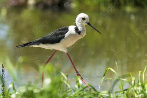 Black and white bird with red leg on green background in water, Black Black-winged Stilt (Himantopus himantopus), France