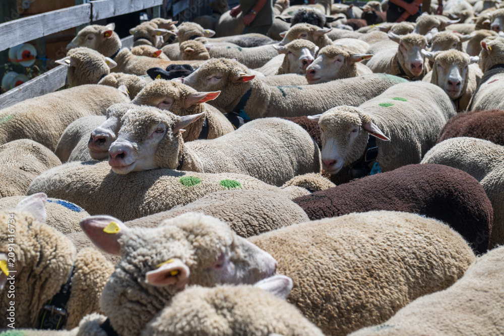 Fototapeta premium Close-up view of woolly sheep packed together in a fenced enclosure on a sunny day.