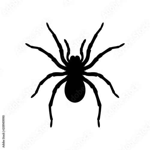 Фотография Black spider icon, spider silhouette, creepy crawly symbol, insect graphic isola