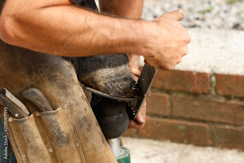 Fotografía Horse Farrier rasping a horses hoof after re-shoeing
