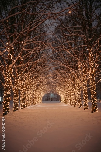 Snowy Path Lined With Lights Under Trees During Evening in Winter