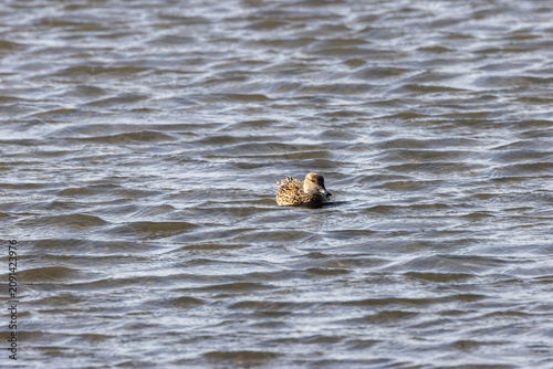 Photography Female Eurasian Teal on open water