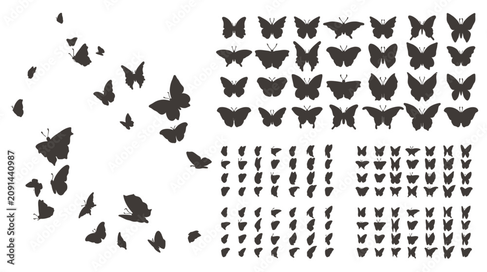 Fototapeta premium Butterflies are flying and dispersing in various directions outdoors in nature
