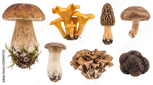 Photography Collection of Various Edible Wild Mushrooms on White Background