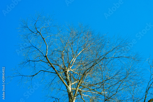 Foto birch's crone