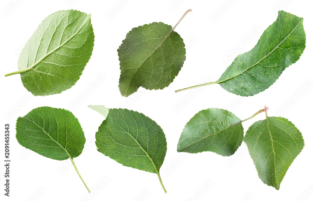 Fototapeta premium Vibrant green apple leaves isolated on white, set