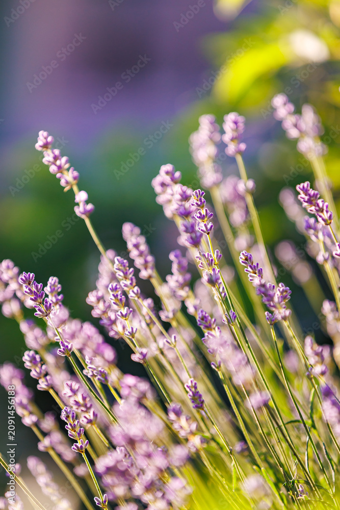 Obraz premium Beautiful purple lavender flowers blooming under warm golden hour sunlight.