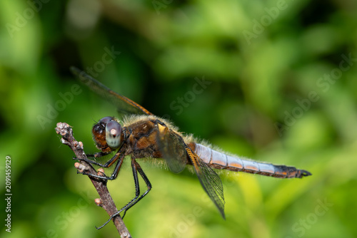 Foto Close up of a scarce chaser (libellula fulva) dragonfly on a branch