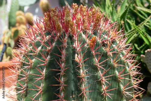 Close up of a Turks head (ferocactus hamatacanthus) cactus