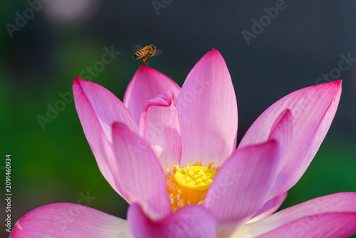 Foto ピンクのハスの花の上にミツバチが飛んでいる