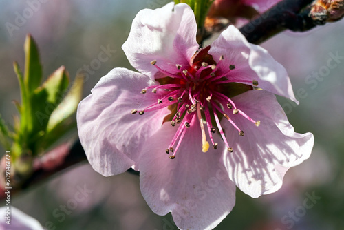 details of the blooming white flower of an apricot fruit tree in spring
