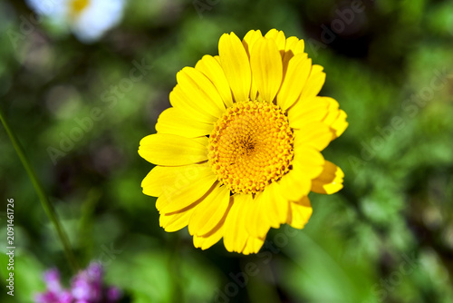Detail of a yellow blooming zinnia flower in a spring garden