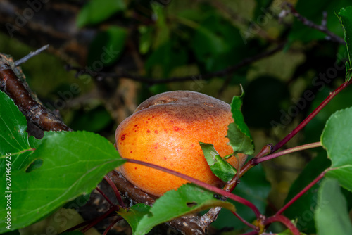 фотографія Decaying Red Apricot on Branch Isolated White Background