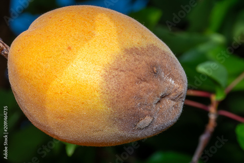 Fotografie Decaying Red Apricot on Branch Isolated White Background