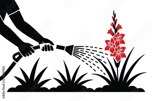 Hands holding a garden water hose nozzle to water beautiful red gladiolus flowers in garden patch, plant cultivation concept