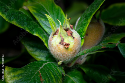 Obraz na plátně Unripe medlar fruit on tree branch.