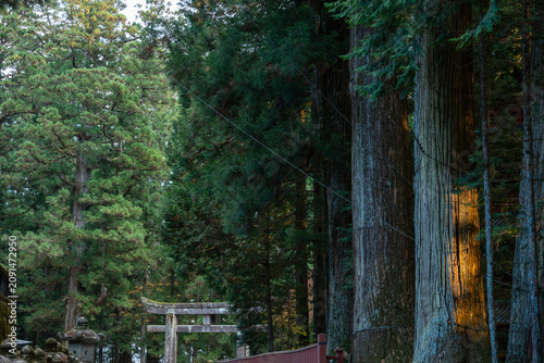 Fotografía Ancient Cedar Forest with Stone Torii Gate at Nikkō Tōshō-gū Shrine, Tochigi, Ja