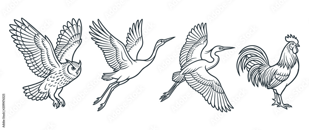 Fototapeta premium Set of birds including owl heron crane and rooster bird.