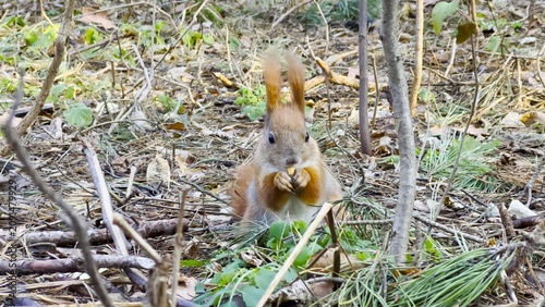 Quadro em tela Cute brown rodent eating found walnuts at summer park