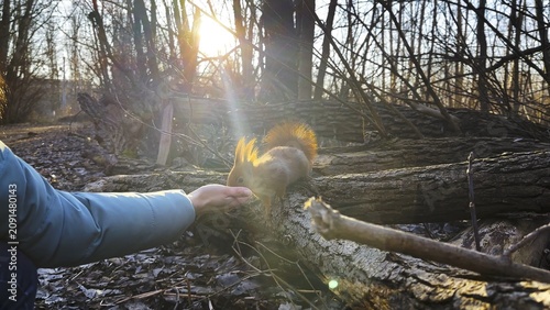 Vászonkép Wild fluffy squirrel taking nuts from female arm and gnawing it at sunny forest
