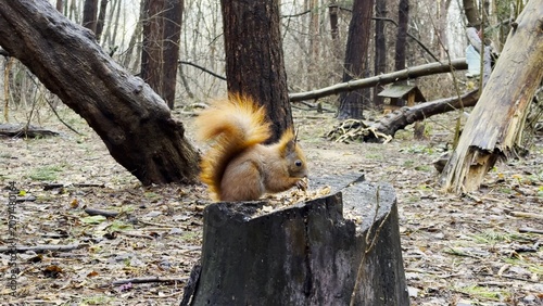 Fotografie Wild fluffy squirrel sitting on stump and gnawing nuts at forest