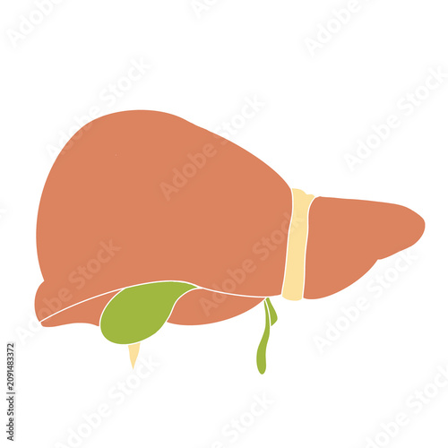 Human Liver and Gallbladder Flat Vector Anatomy Illustration